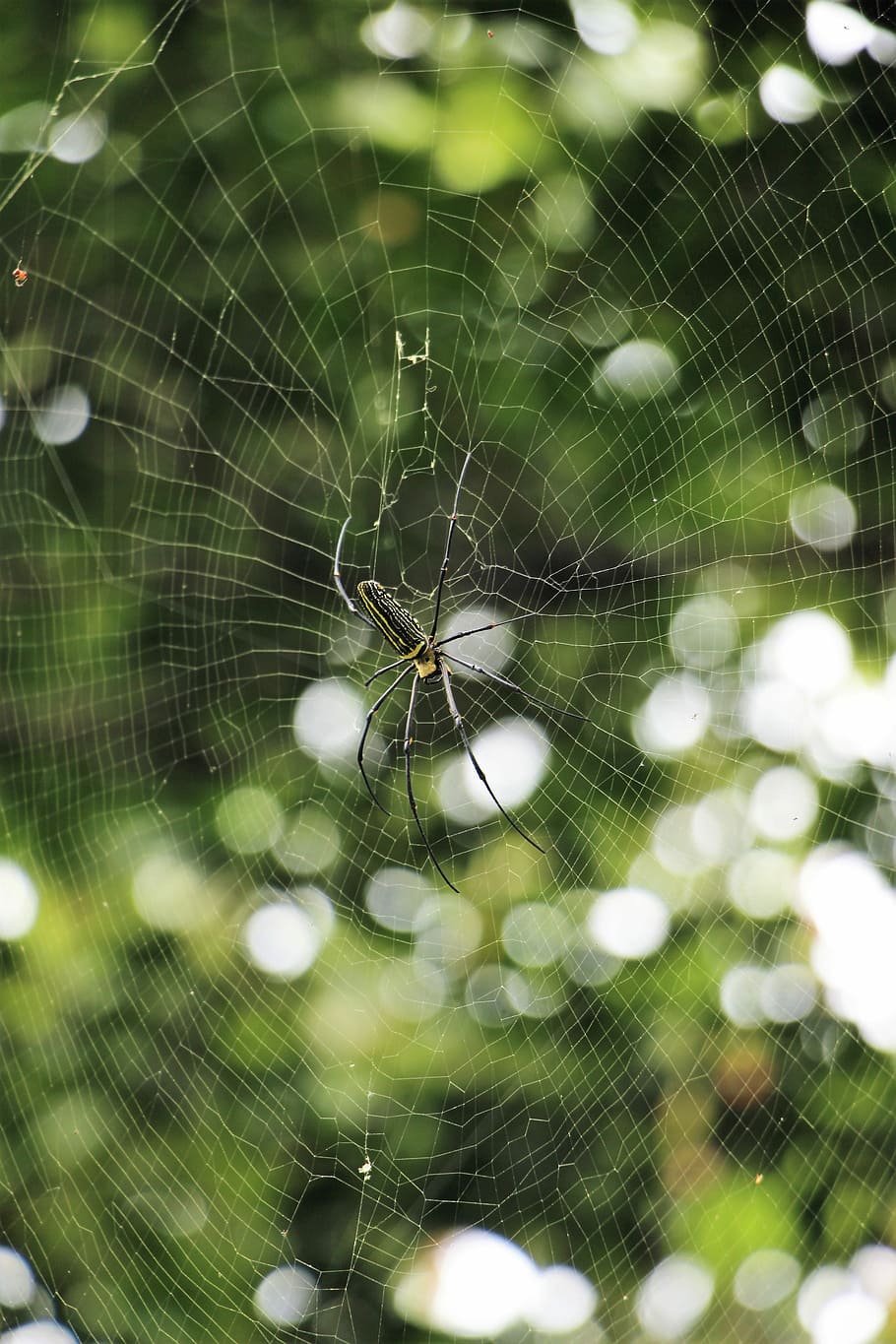 Itsy Bitsy Spider, golden silk orb weaver spider perching on web