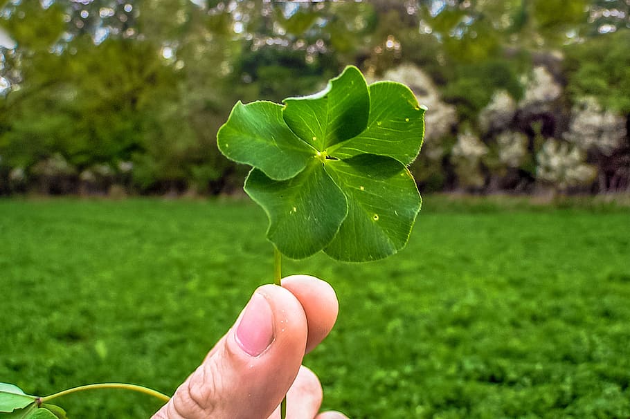 selective focus photography of person holding green club leaf HD wallpaper