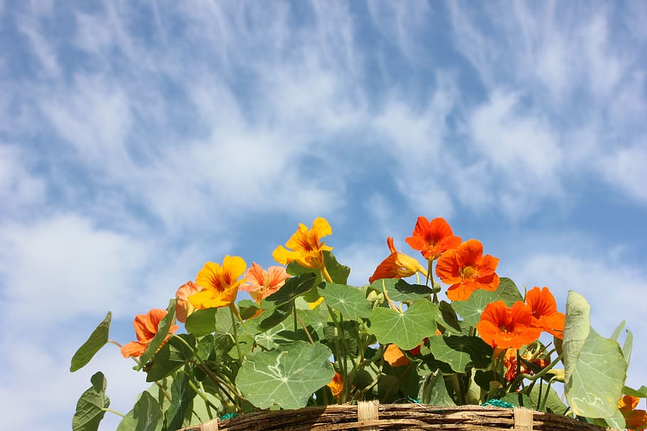 nasturtium, flower, sky, plant, flowering plant, nature, growth HD wallpaper