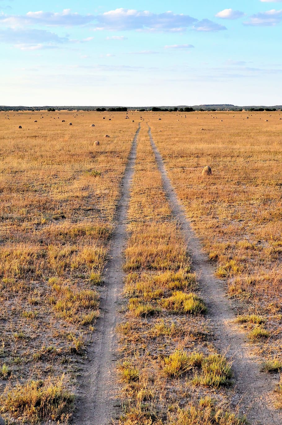 grass, veld, track, yellow, environment, land, landscape, sky HD wallpaper