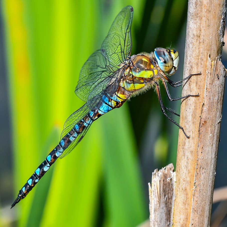 macro, dragonfly, insect, close, animals in the wild, animal themes HD wallpaper