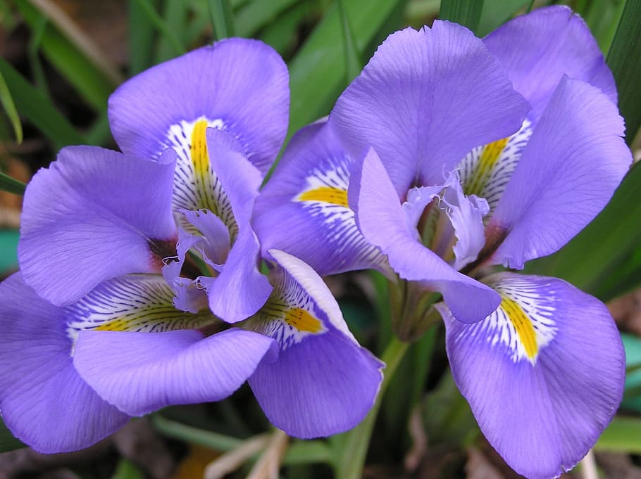 iris, mauve, flower, winter, flowering plant, vulnerability HD wallpaper