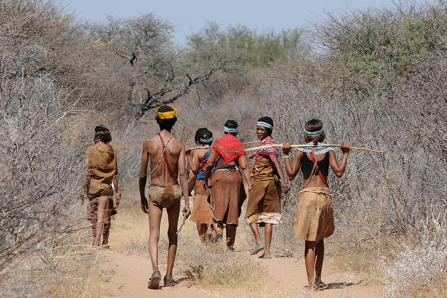 person walking between green grasses, botswana, bushman, group HD wallpaper