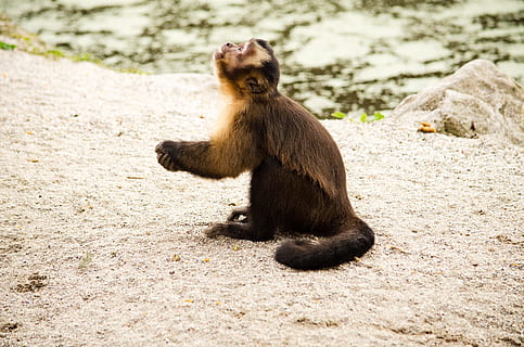 capuchin, monkey, zoo, tiergarten, capuchins, pray, praying monkey HD wallpaper