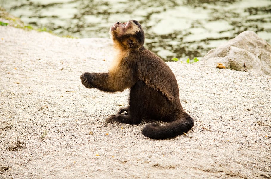 capuchin, monkey, zoo, tiergarten, capuchins, pray, praying monkey HD wallpaper
