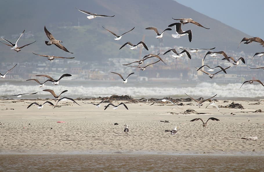 gulls, beach, sea, fly, sand beach, water, bird, animal themes HD wallpaper