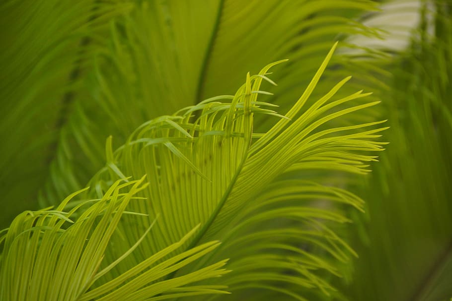 leaf, nature, flora, growth, summer, frond, tropical, green color HD wallpaper