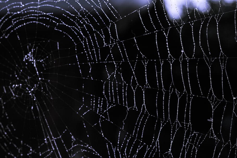 cobweb, spider, nature, close up, insect, araneus, cobwebs HD wallpaper