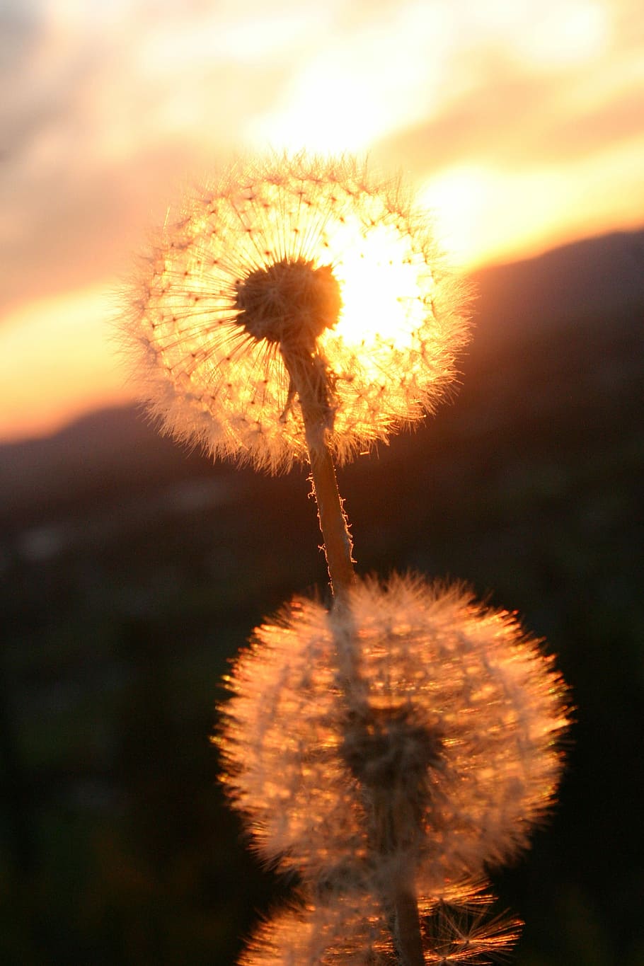 Dandelion, Flower, Weed, sunset, nature, plant, uncultivated, HD wallpaper