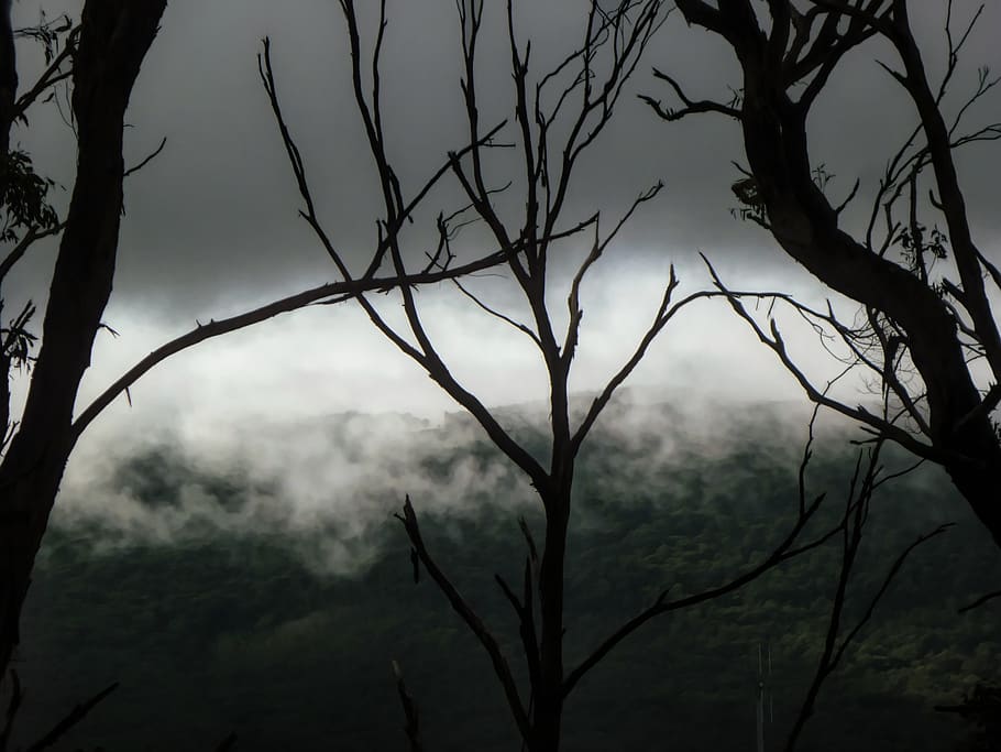 cloud, mist, trees, winter, weather, plant, fog, no people HD wallpaper