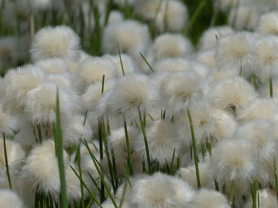 scheuchzers cottongrass, eriophorum scheuchzeri, sour grass greenhouse, HD wallpaper