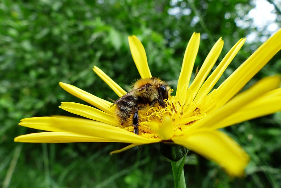 nature, insect, bee, summer, plant, flower, animal, flowering plant HD wallpaper