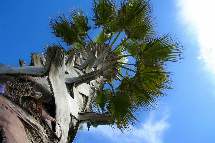 palma, tree, sky, leaves, summer, trunk, foliage, wood, plant HD wallpaper