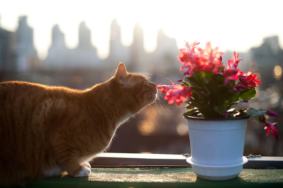 photo of orange tabby cat smelling red petaled flowers, cats HD wallpaper