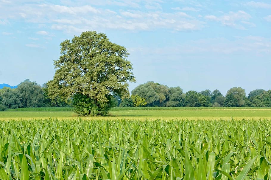 tree, individually, nature, green, meadow, sky, landscape, pasture HD wallpaper