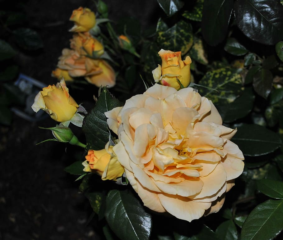 Flower, summer, rose, rose - flower, close-up, no people, fragility HD wallpaper