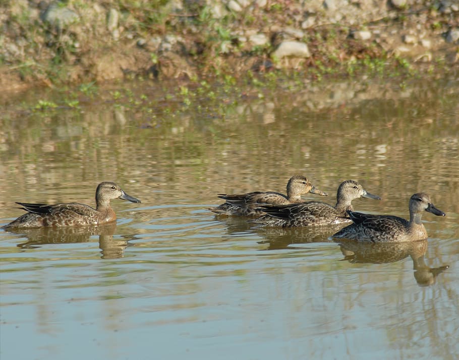 ducks, ave, waterfowl, animal wildlife, animal themes, animals in the wild HD wallpaper