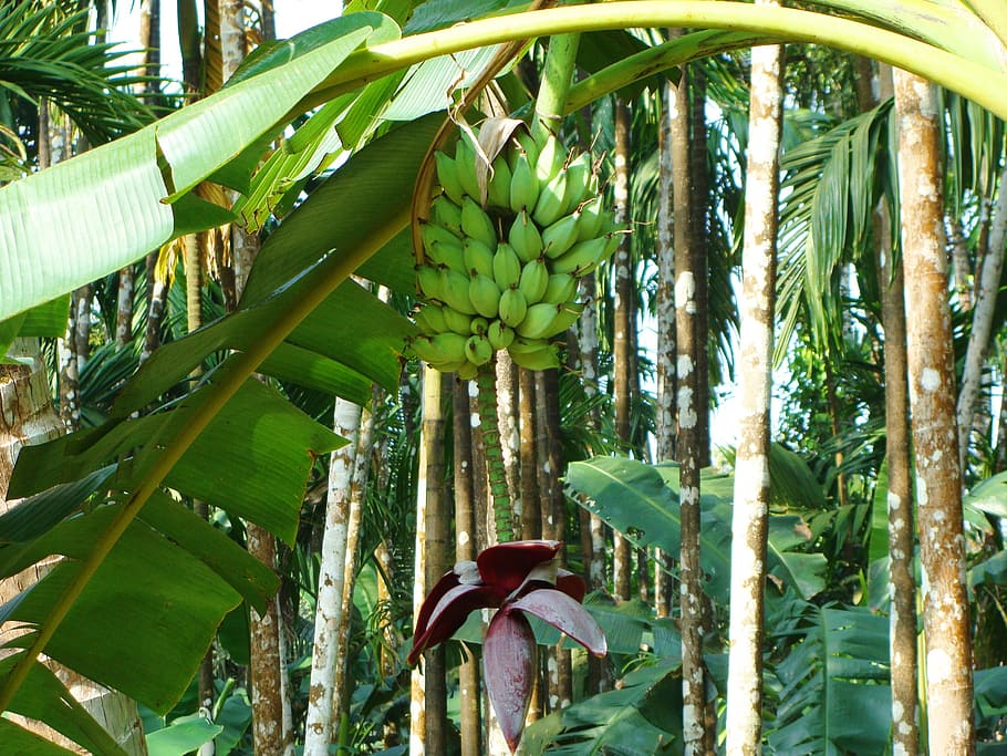 Plantain, Green, Banana, arecanut orchard, malnad, uttar kannada