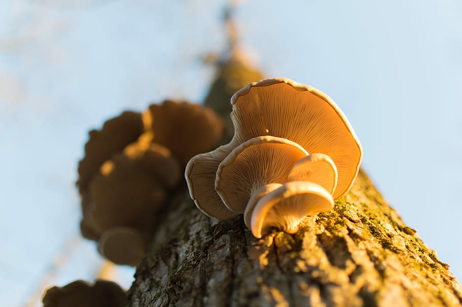Tree, Nature, Mushroom, close-up, no people, outdoors, day HD wallpaper