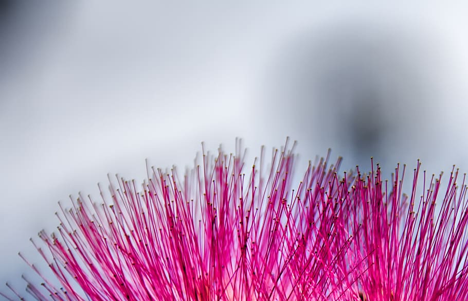 vivid, nature, close-up, no people, pink color, purple, studio shot HD wallpaper