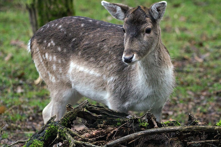 Fallow Deer, Hirsch, Forest, animal, mammal, nature, wildlife HD wallpaper