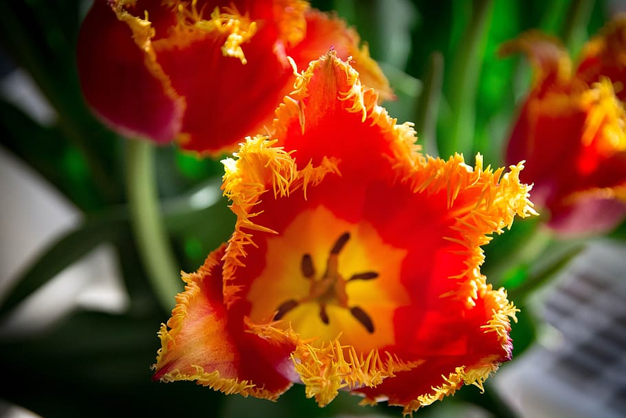 flowers, tulips, spring, flowering plant, freshness, vulnerability HD wallpaper