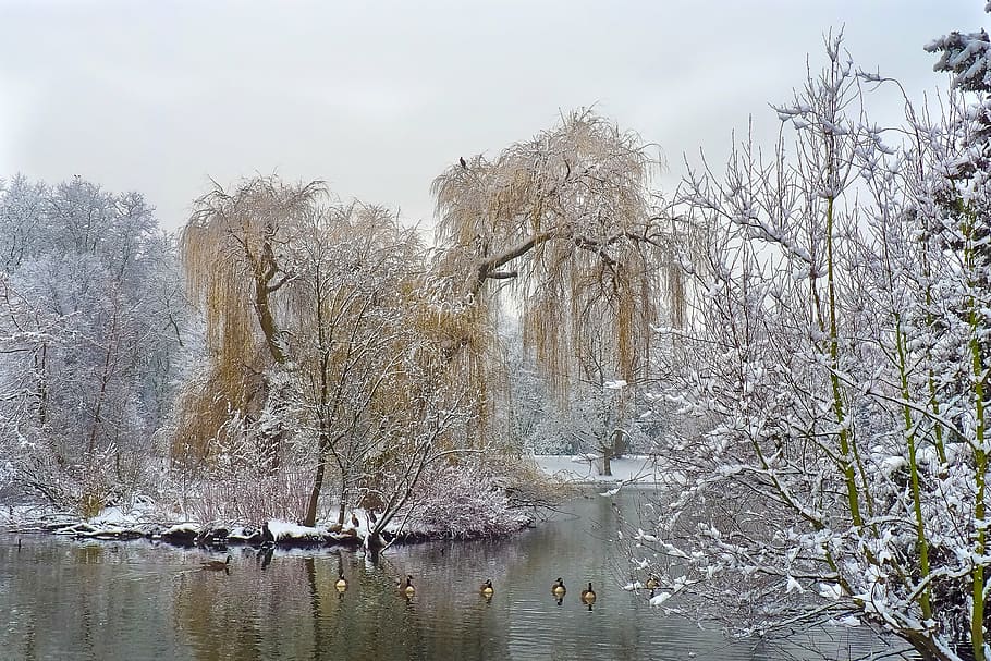 green leaf trees covered with snow, winter, wintry, white, cold HD wallpaper