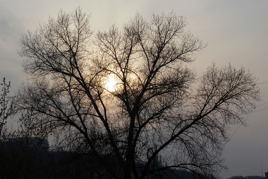 tree, nature, dawn, landscape, plant, sky, bare tree, beauty in nature HD wallpaper