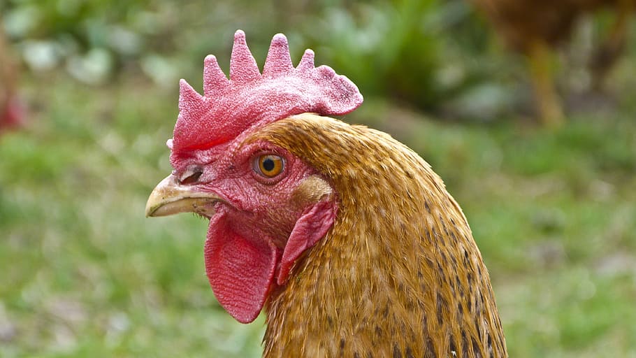 Hen, Head, Pets, livestock, chicken - bird, rooster, domestic animals HD wallpaper