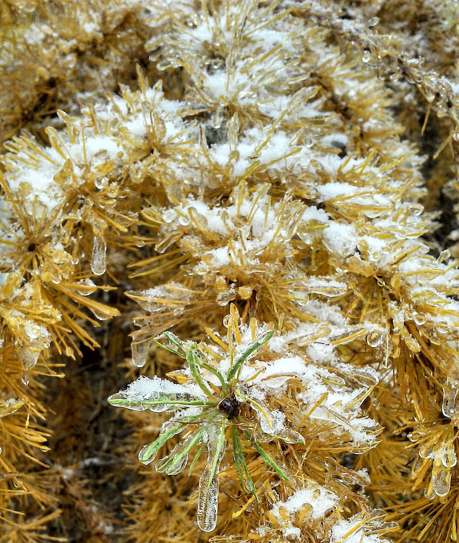 tree, winter, ice, snow, nature, plant, close-up, flower, flowering plant HD wallpaper