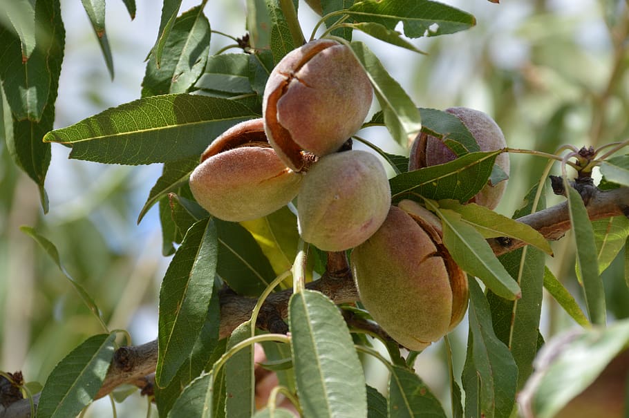 fruit, food, leaf, flora, nature, tree, branch, almond, food and drink HD wallpaper