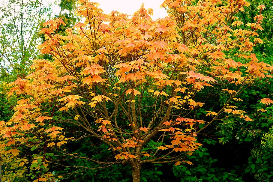 tree, leaves, nature, leaf, green, forest, plant, foliage, season HD wallpaper
