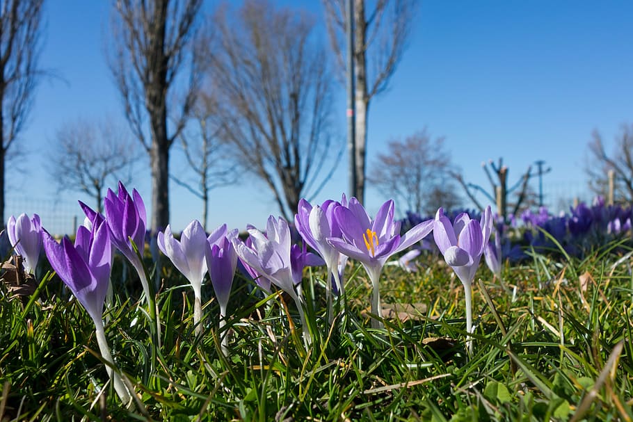 crocus, spring, blossom, bloom, flowers, meadow, summer, pollen HD wallpaper