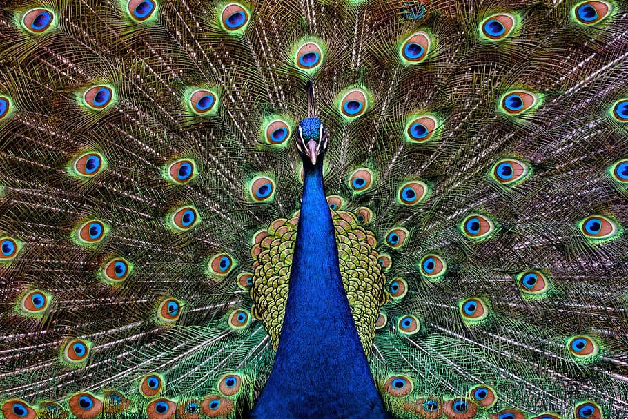 selective focus photography of blue peacock, turkey, royal, ave, HD wallpaper