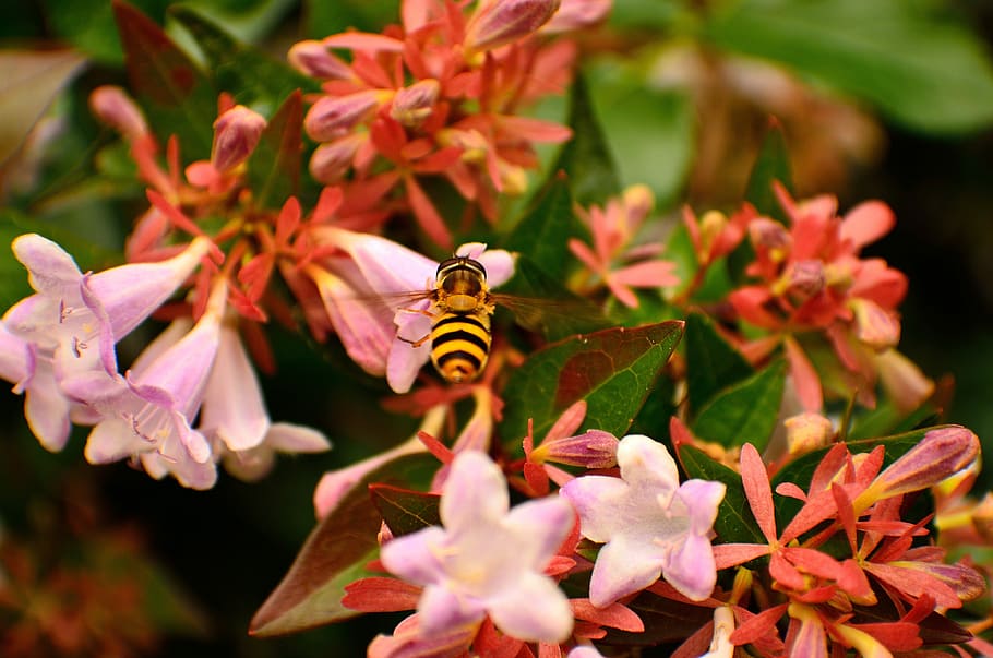 Summer, Wasp, Macro, Insect, Nature, wing, yellow, wild, hornet HD wallpaper