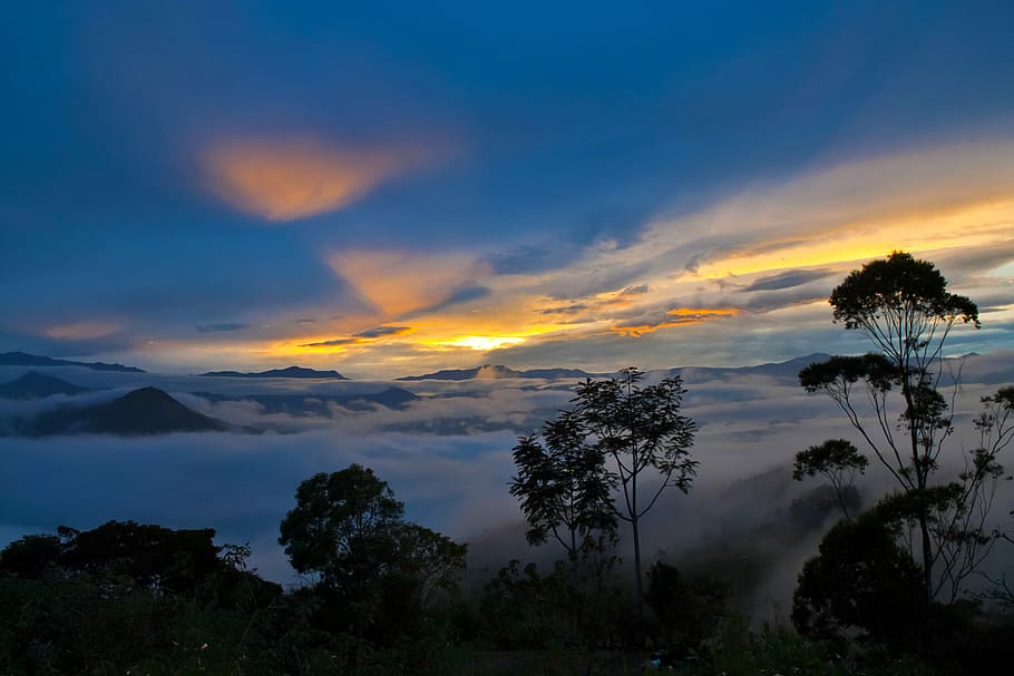 fog covered forest at sunrise, photography of sky during day time HD wallpaper