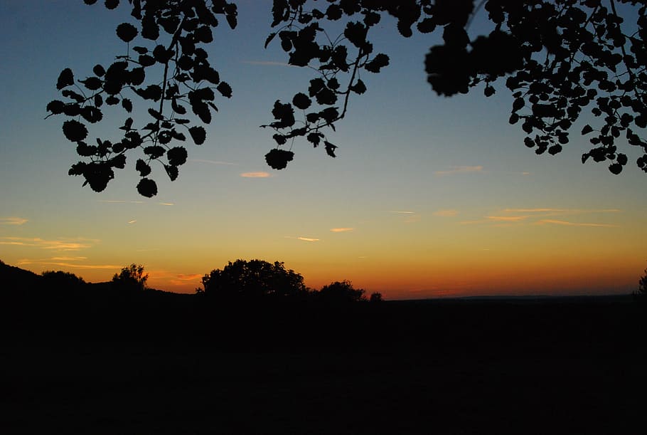 sunset, forest, sky, mood, evening sky, silhouette, plant, beauty in nature HD wallpaper
