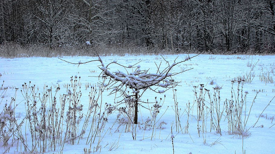 winter, snow, nature, cold temperature, tree, plant, bare tree HD wallpaper