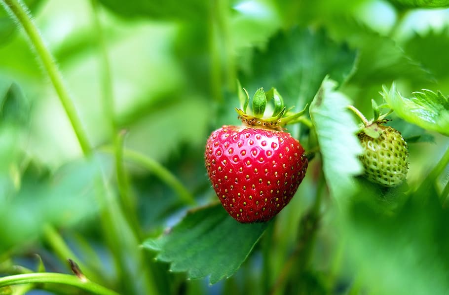 selective focus photography of red strawberry, strawberries HD wallpaper