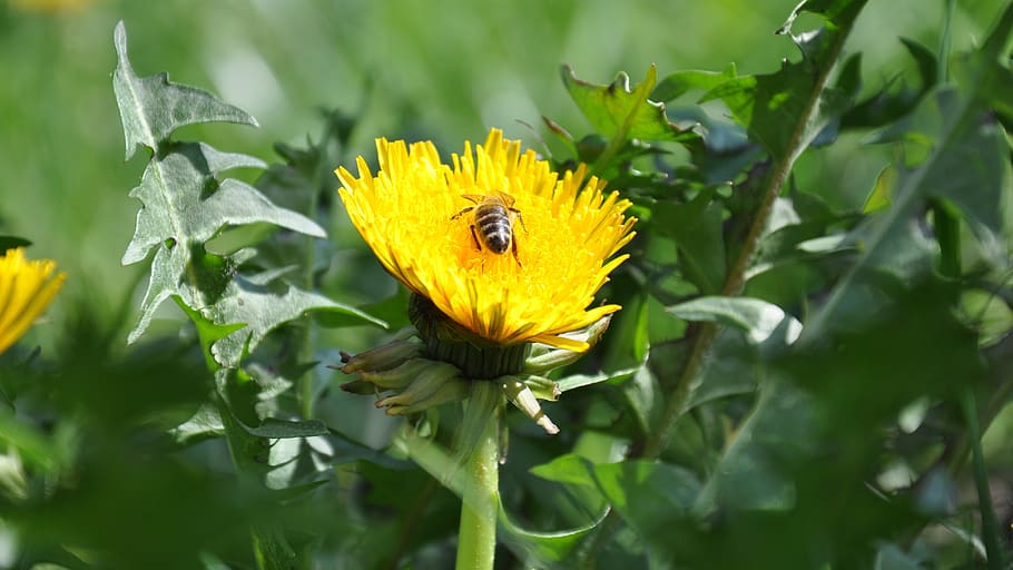 bee, dandelion, flowers, spring, plant, flowering plant, beauty in nature HD wallpaper
