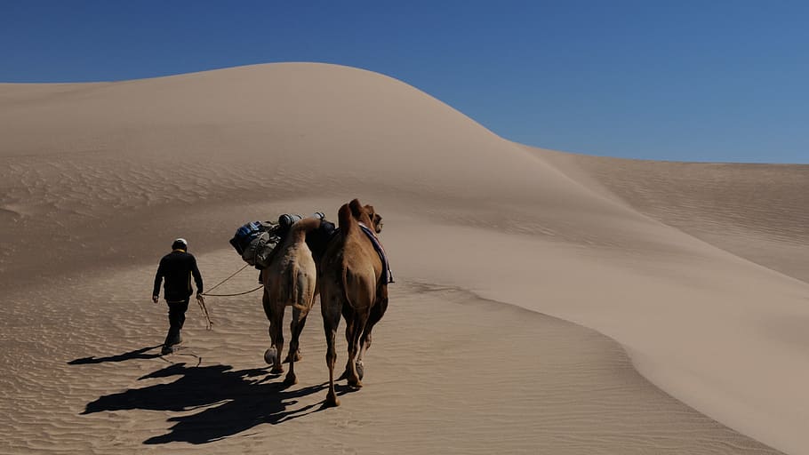 two brown camels walking in desert during daytime, mongolia HD wallpaper
