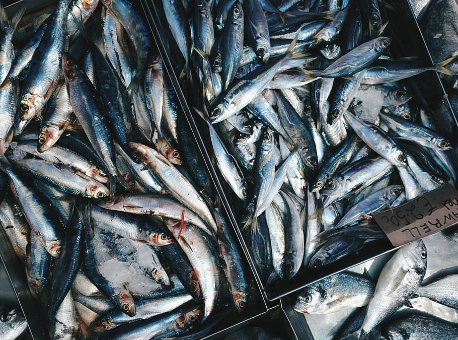 Fresh blue Mackerells at a fish market, filled frame, top view, HD wallpaper