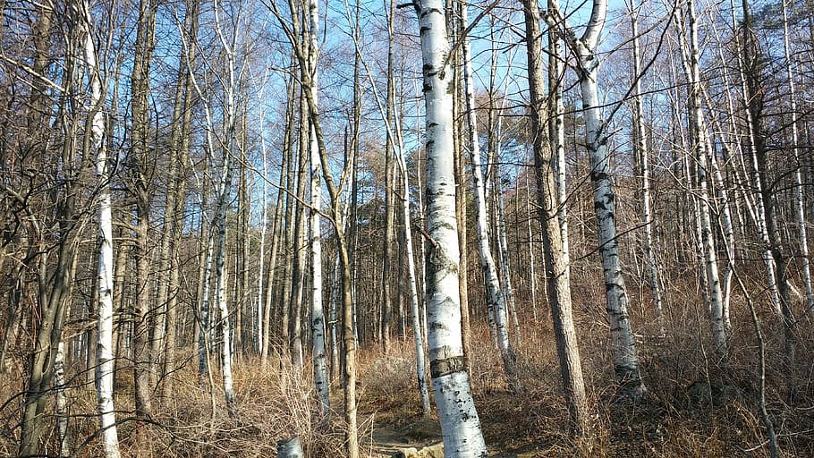 birch, forest, winter, tree, plant, land, tranquility, trunk HD wallpaper