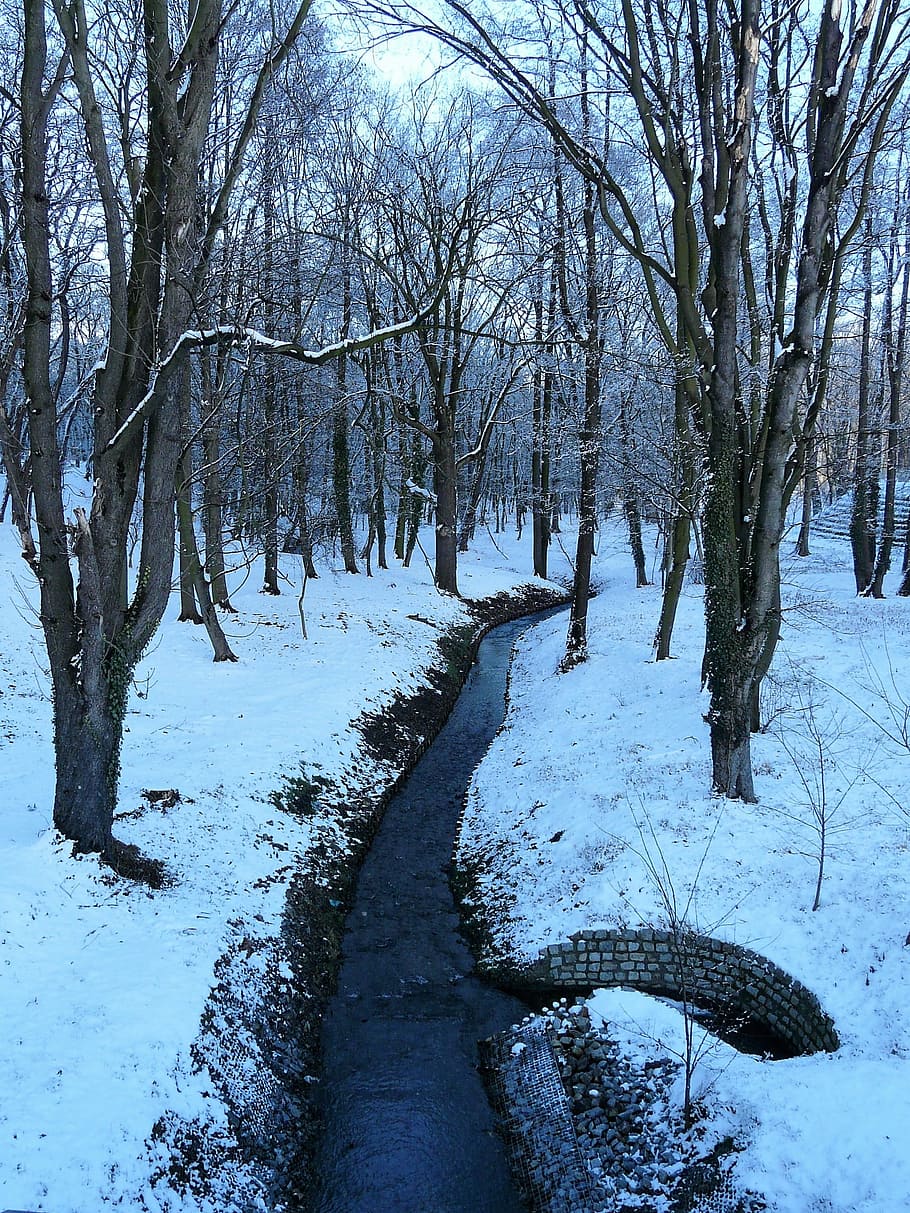 Winter, Snow, Park, Park, Forest, Forest, White, cold temperature HD wallpaper