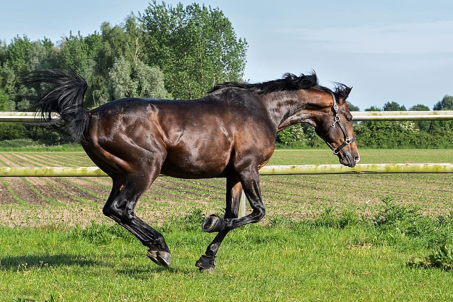 HD wallpaper: galloping horse, grass, run, pre, animal, outdoors ...