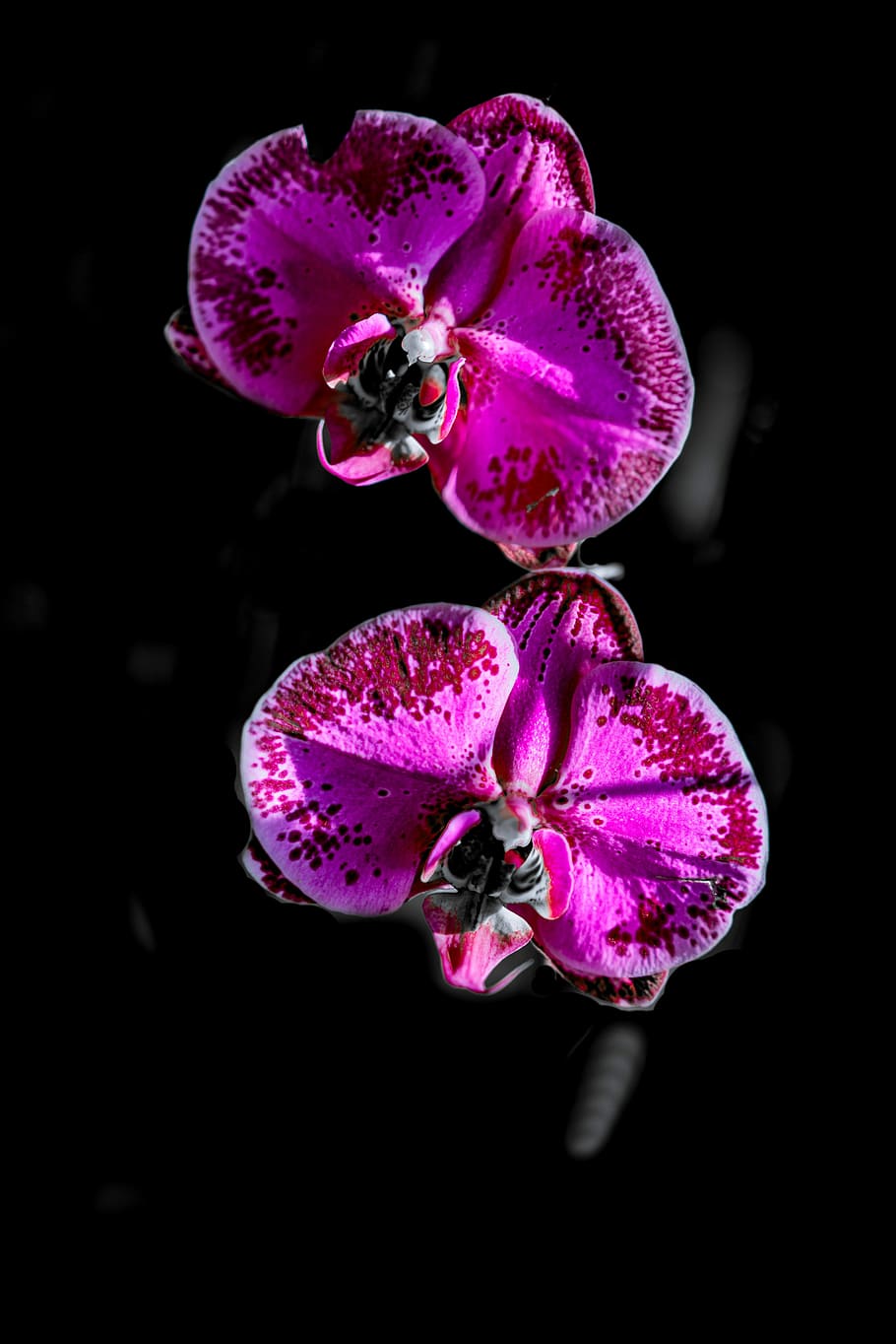 spring, flower, flowering plant, petal, fragility, vulnerability HD wallpaper