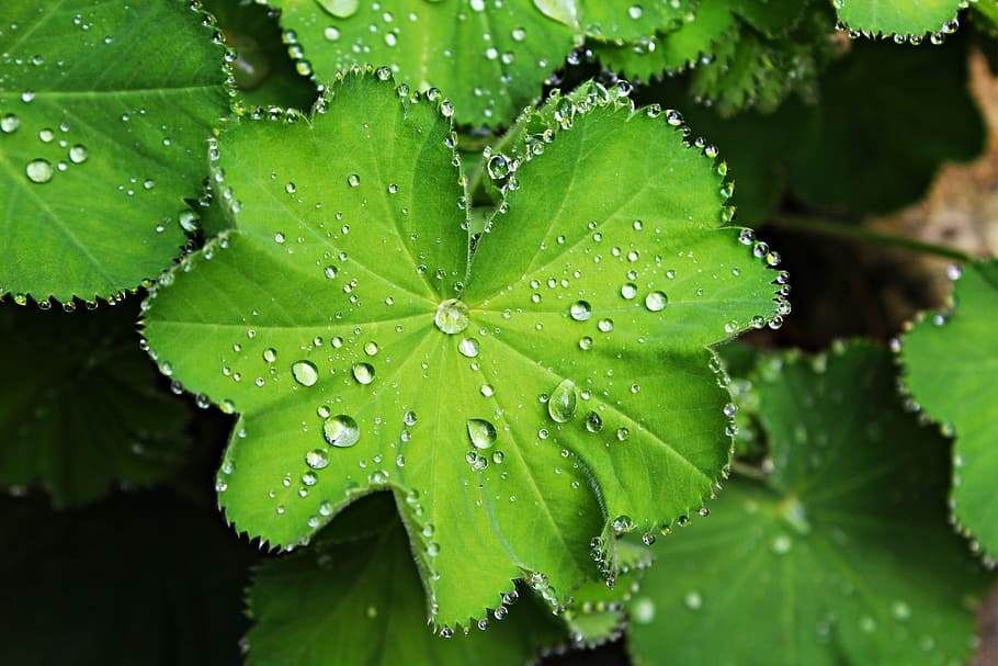 dew on green leaf, beaded, plant, drip, close, moisture, green plant HD wallpaper