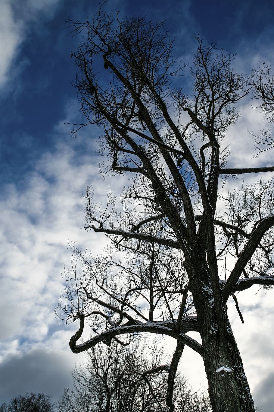 tree, kahl, bare tree, winter, bare branches, silhouette, wintry HD wallpaper