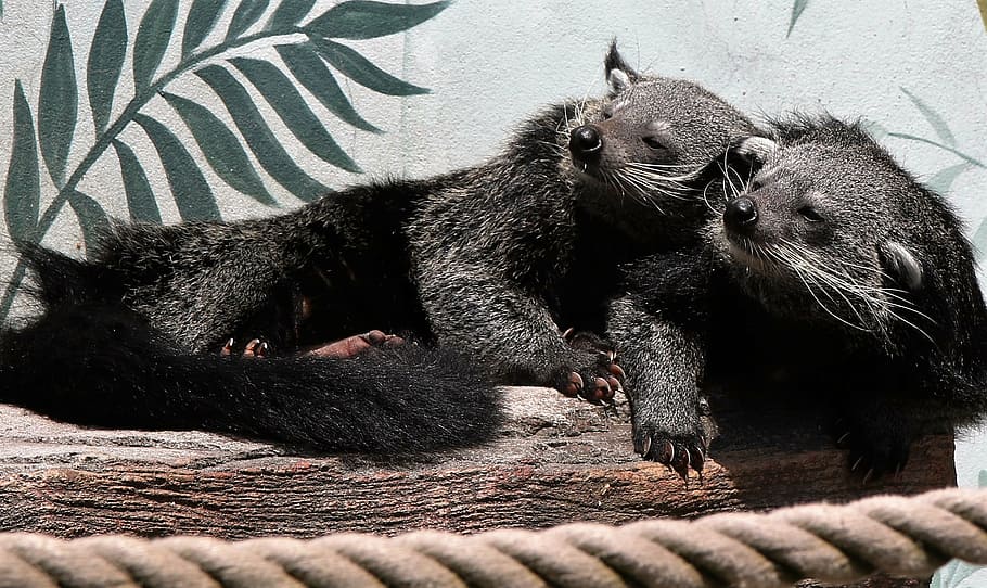 two black mammals sunbathing, binturong, bearcat, wildlife, animal, HD wallpaper
