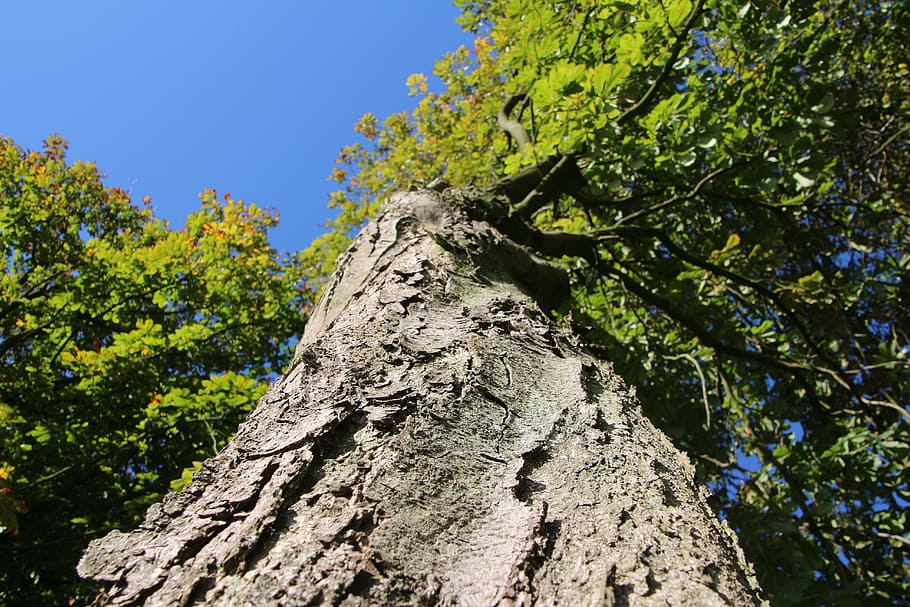 tree, green, leaves, log, branches, old tree, green tree, bark HD wallpaper